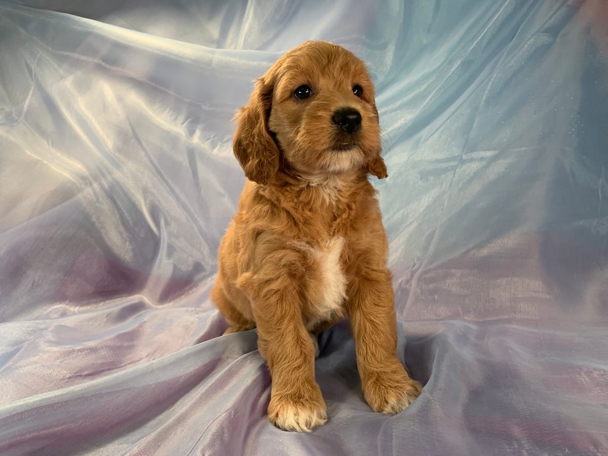 F1b Female Miniature Goldendoodle Puppy For Sale DOB 7-23-2021 $1800